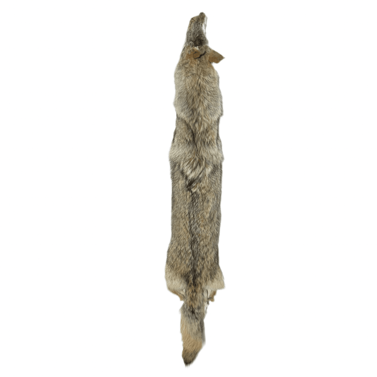 Coyote - Professionally Tanned Pelt – Minnesota Trapline Products