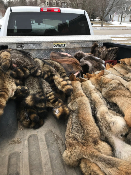 How to start trapping