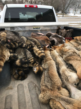 How to start trapping