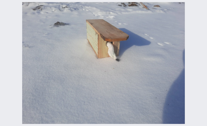 weasel box with weasel tail sticking out, on snowy ground