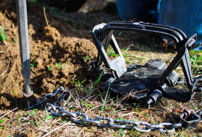 Trap set on the ground surrounded by dirt and a stake