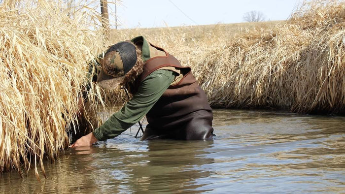 Man with waders on looking under grass hanging over the riverbed for trapping mink with a bottom edge set.