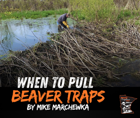 Huge beaver dam being trapped