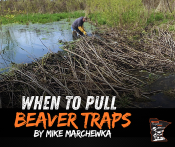 Huge beaver dam being trapped