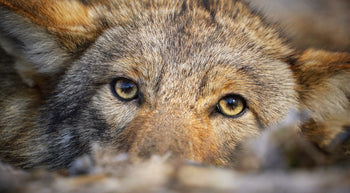 Best lure for Coyote Trapping