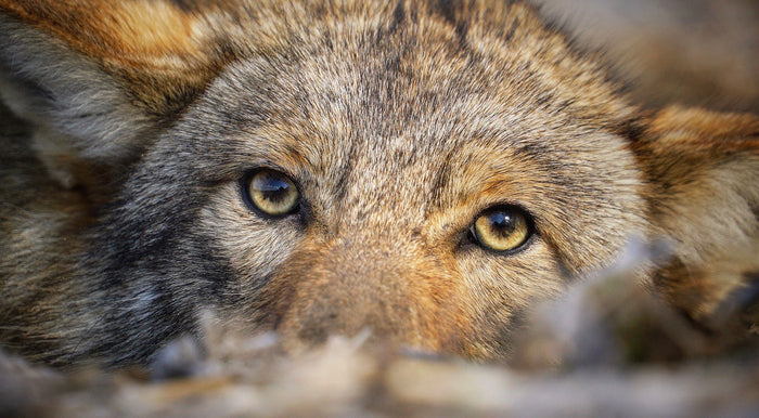 Best lure for Coyote Trapping