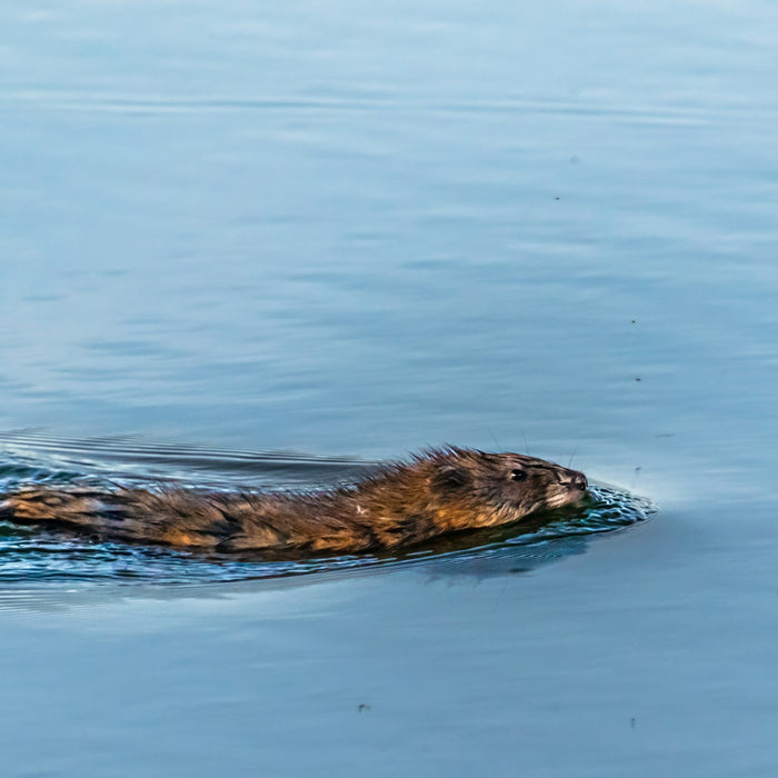 Muskrat swimming with head just above water for muskrat trapping