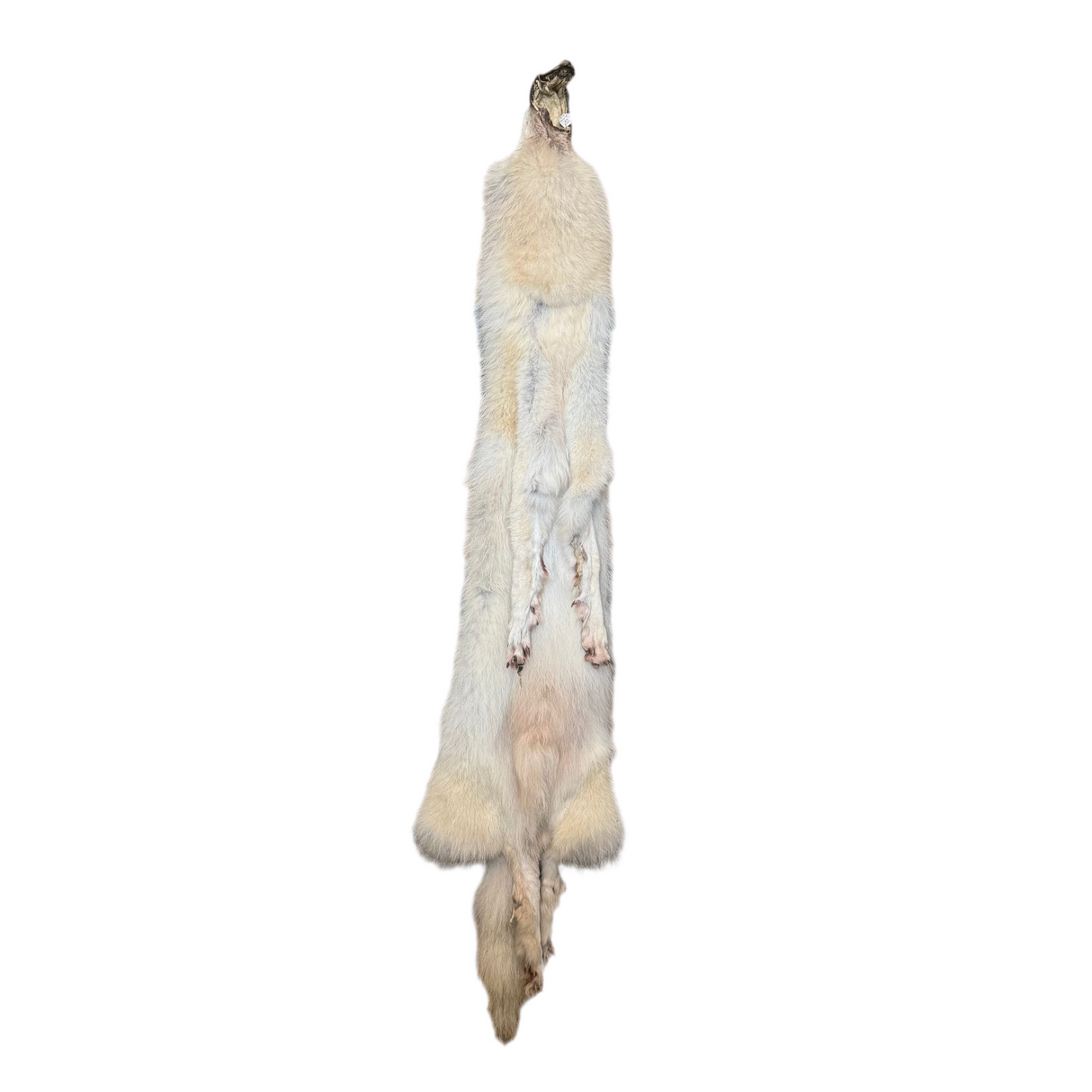 Tanned Timber Wolf No. 11 - 85"