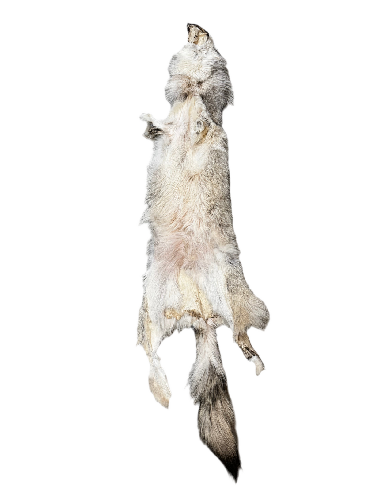 Tanned Timber Wolf No. 24 - 81"