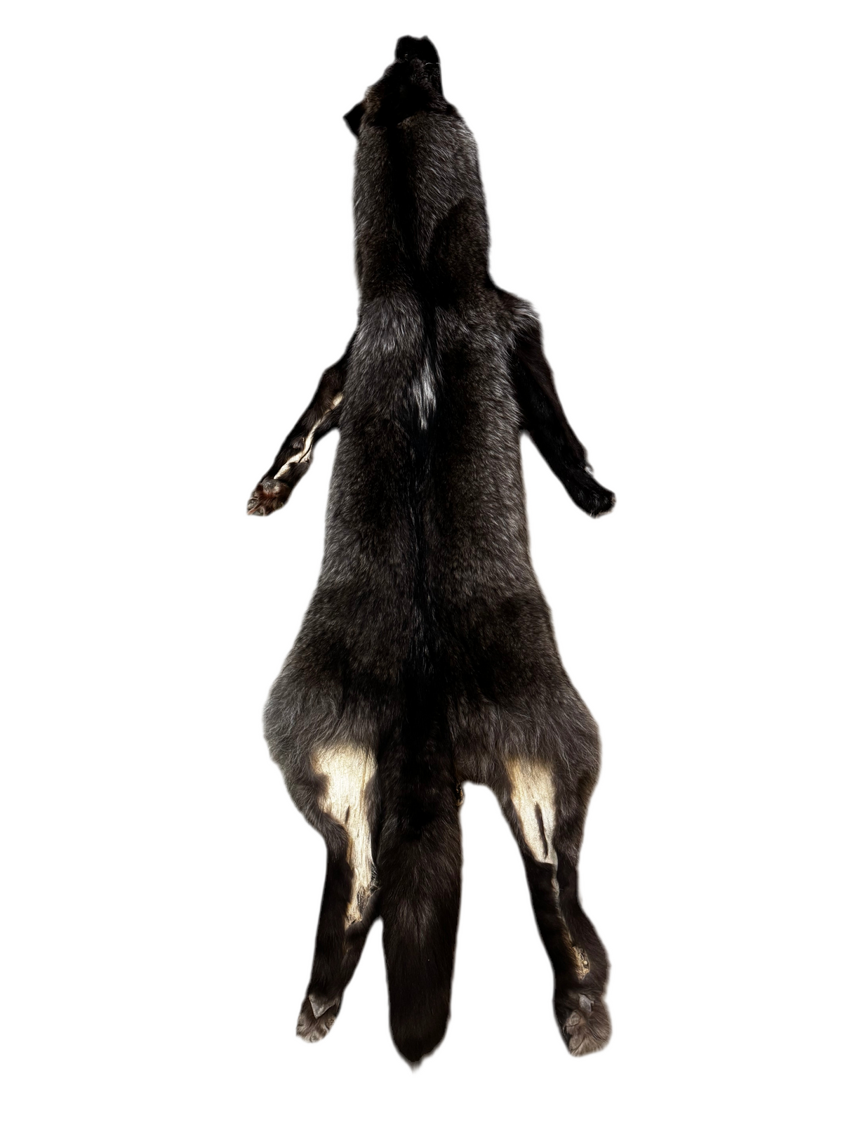 Tanned Timber Wolf No. 25 - 78"