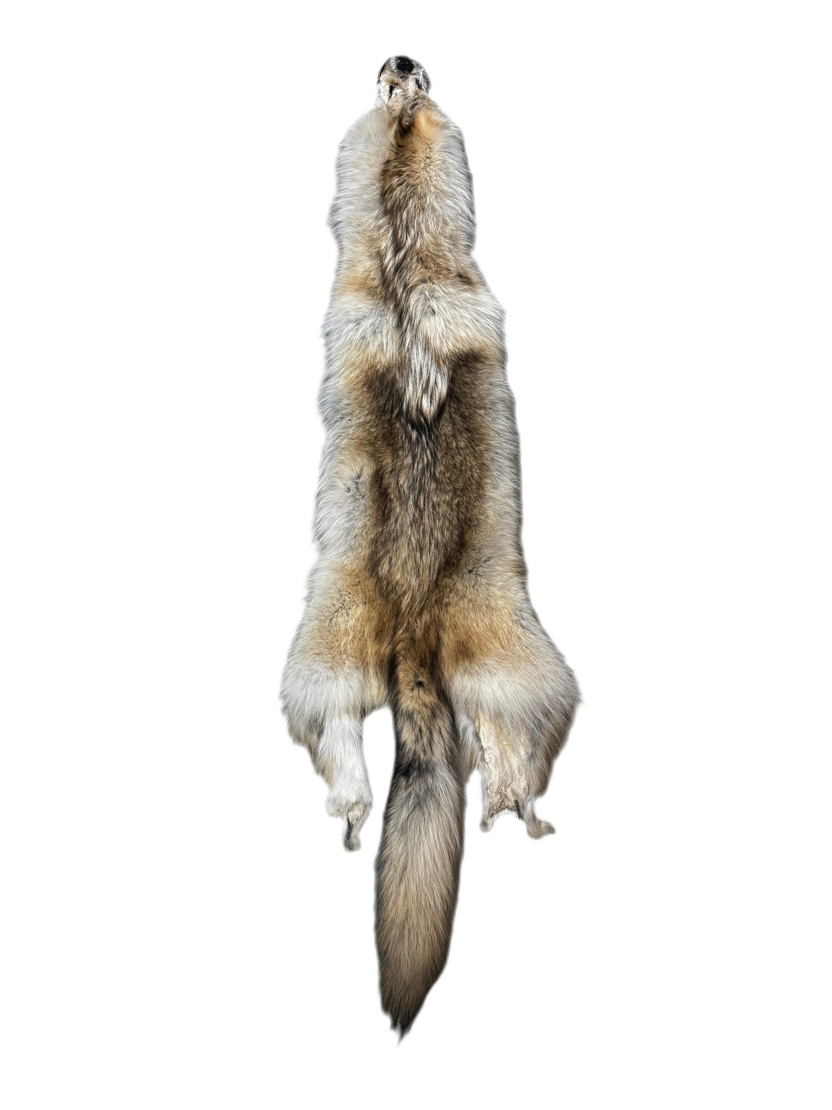 Tanned Timber Wolf No. 30 - 76"