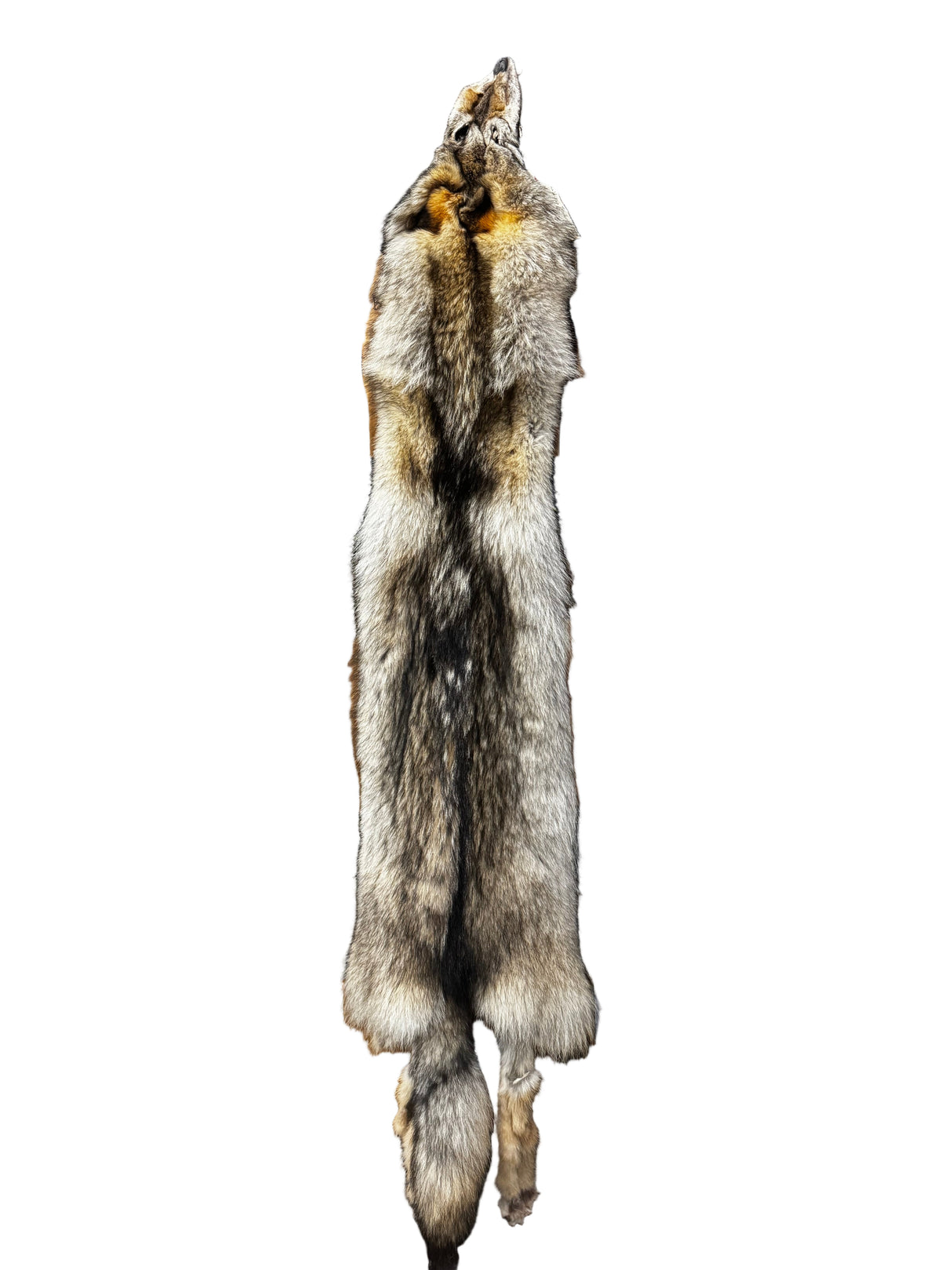 Tanned Timber Wolf No. 19 - 68"