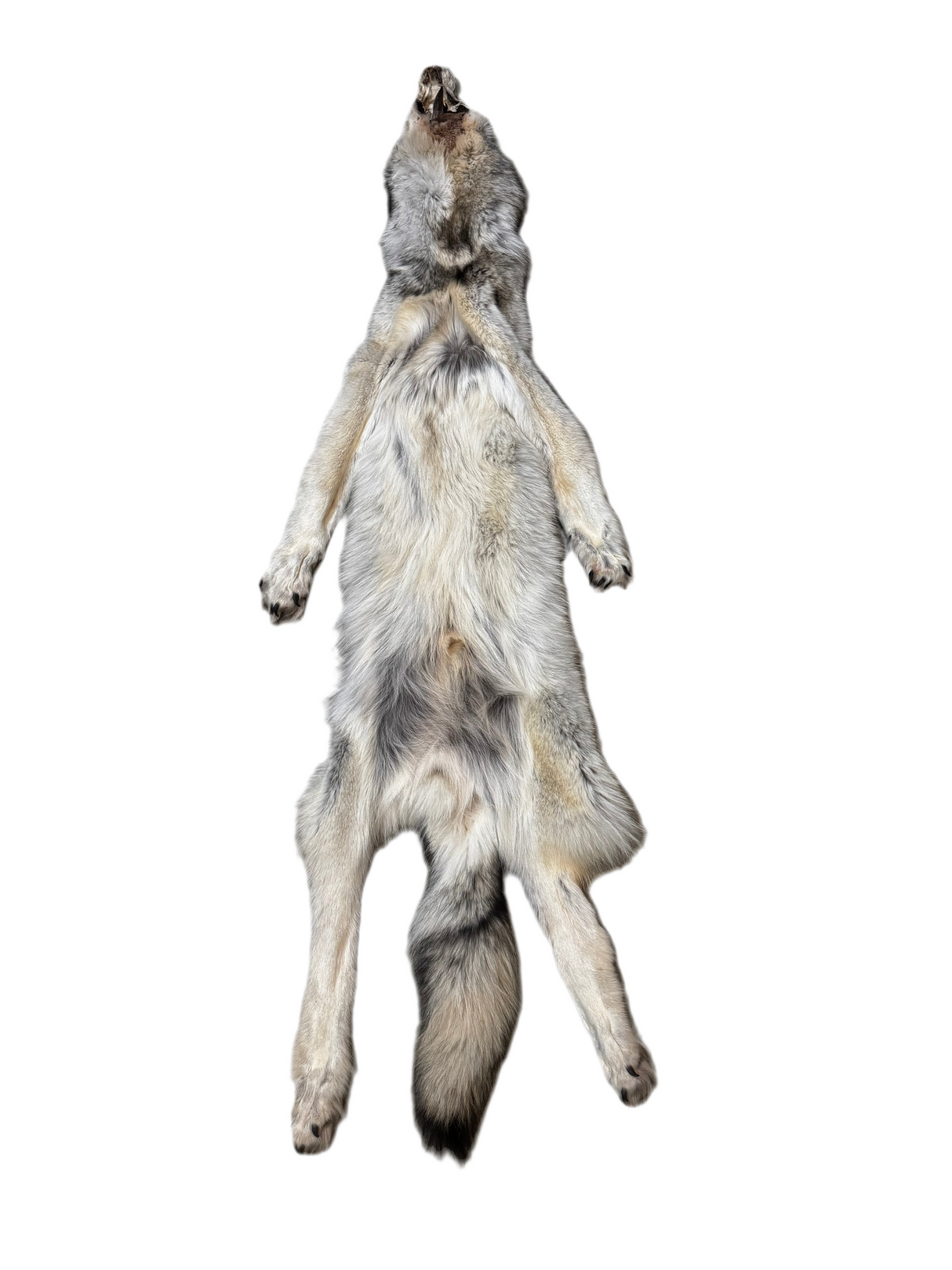 Tanned Timber Wolf No. 29 - 76"