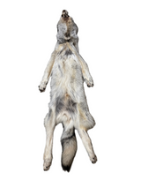 Tanned Timber Wolf No. 29 - 76"