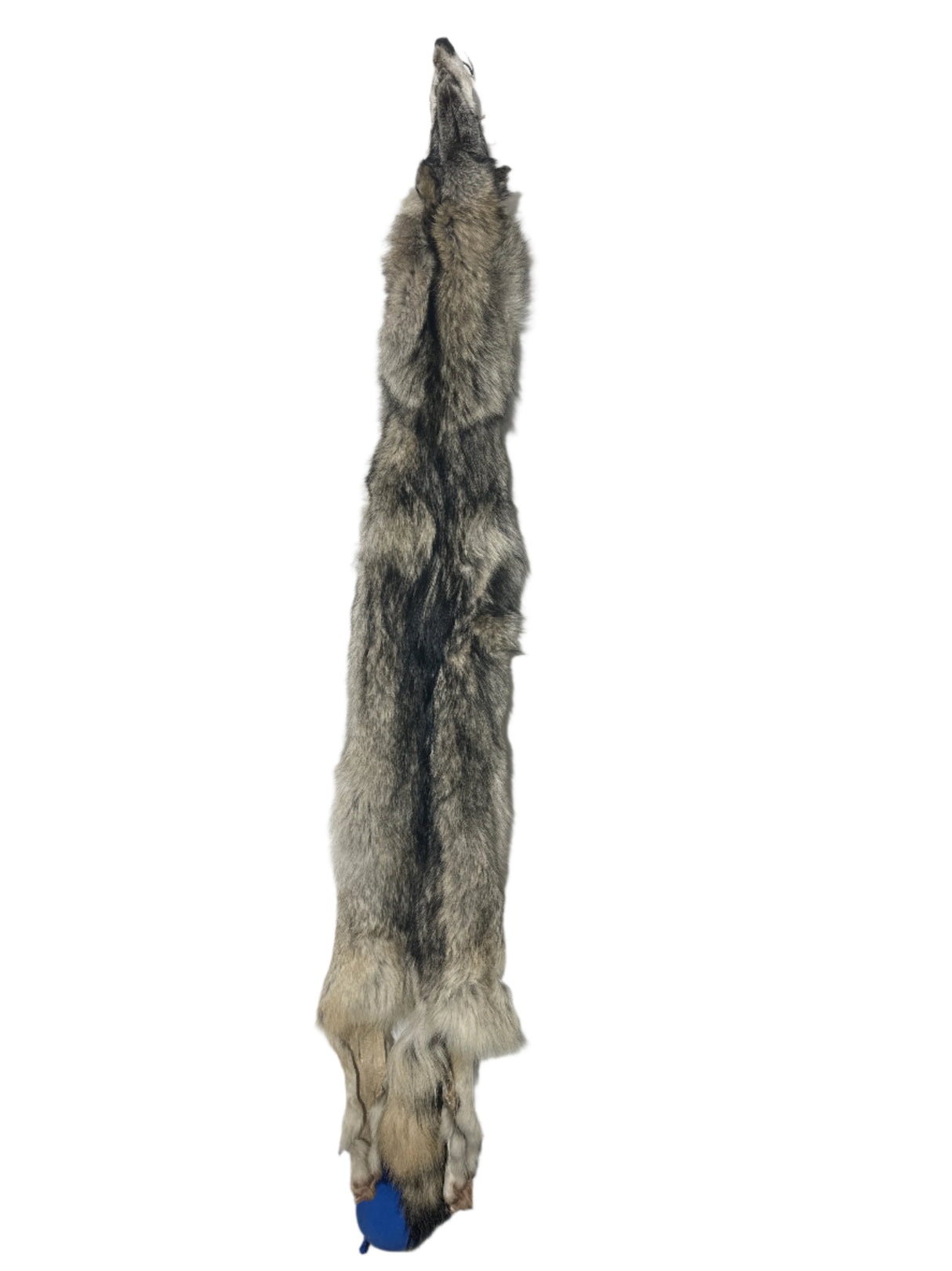 Tanned Timber Wolf No. 9 - 73" Long