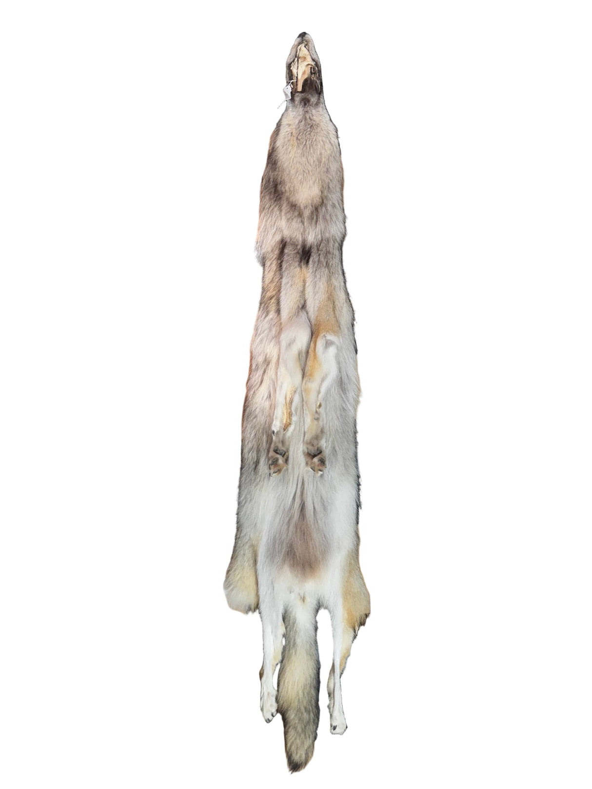 Tanned Timber Wolf No. 15 - 78"