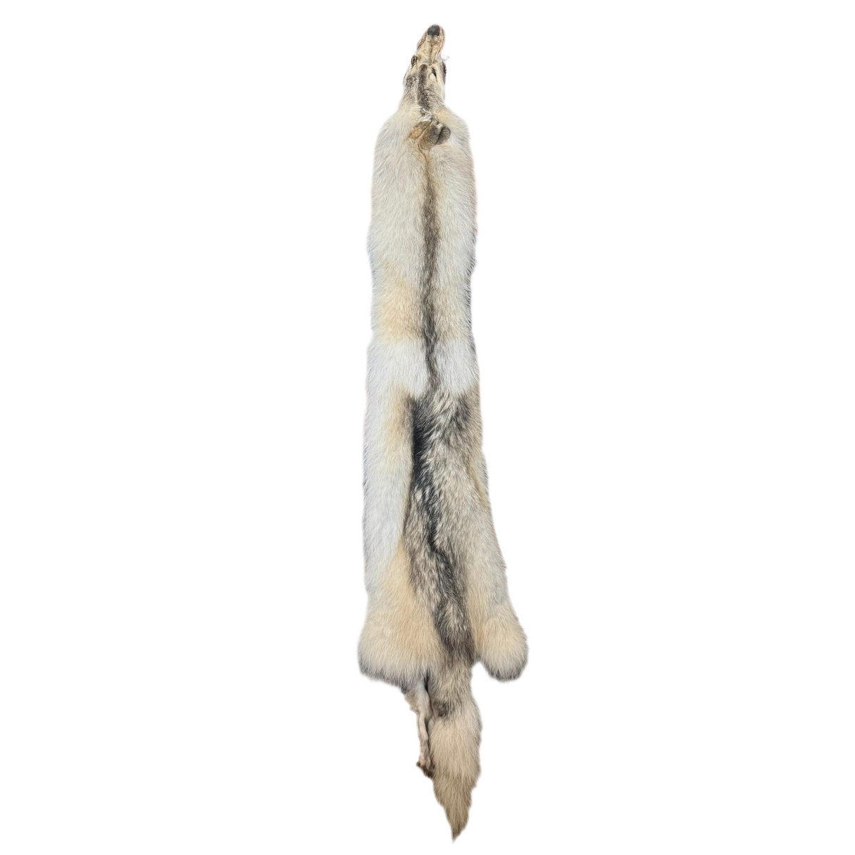 Tanned Timber Wolf No. 11 - 85"