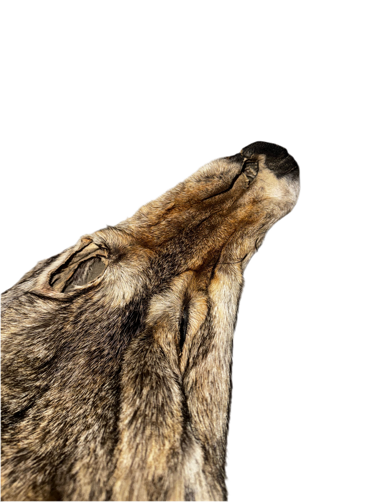 Tanned Timber Wolf No. 23 - 76"