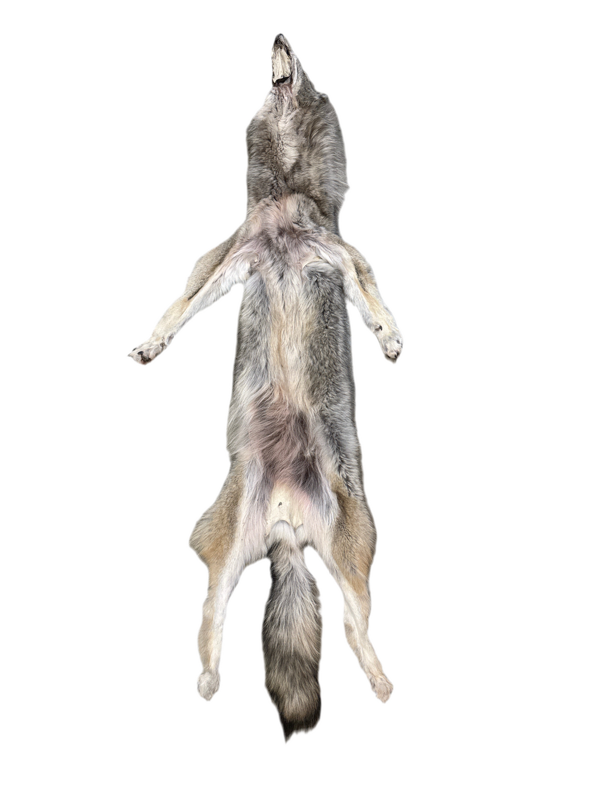 Tanned Timber Wolf No. 21 - 68"