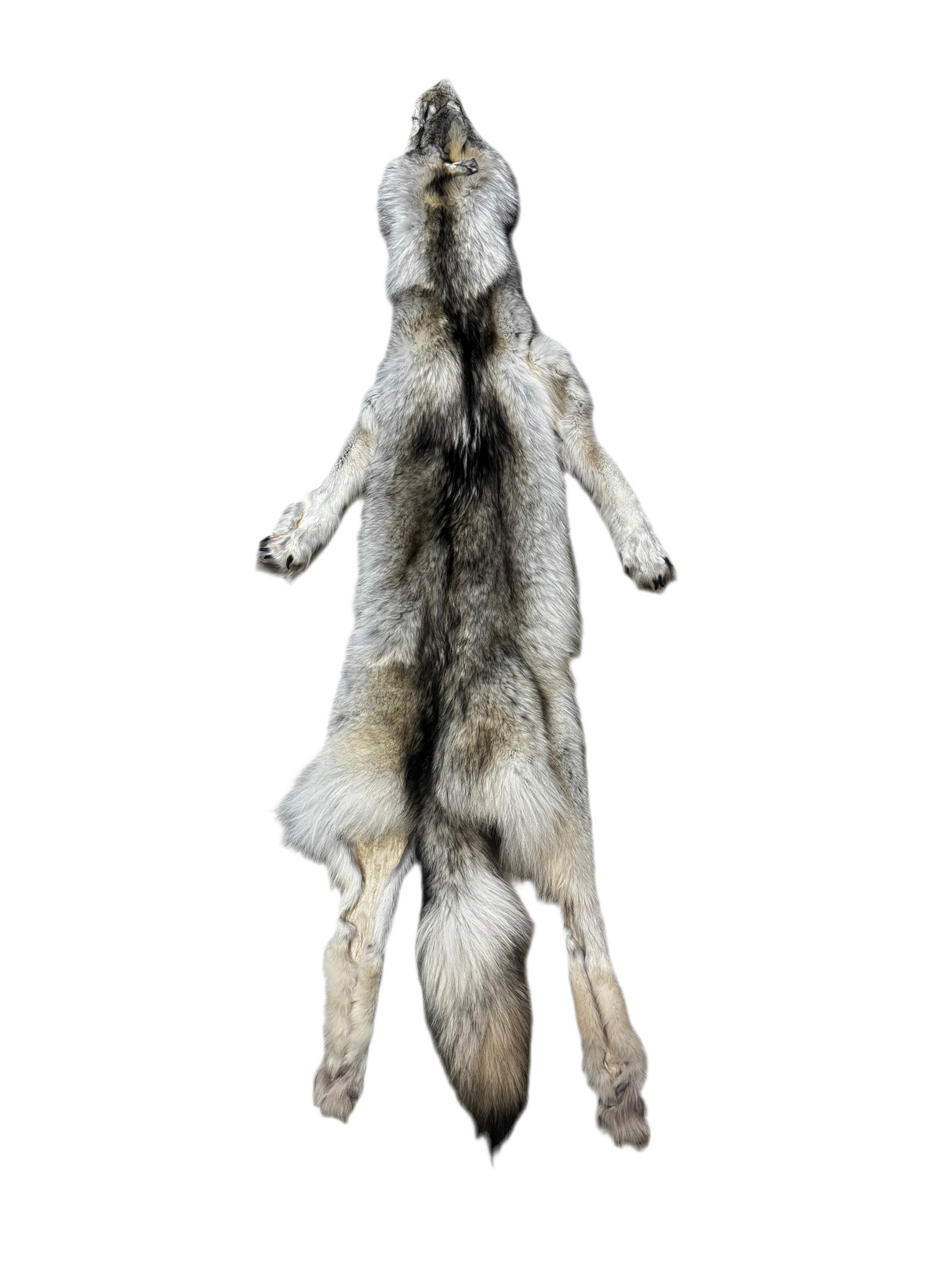 Tanned Timber Wolf No. 29 - 76"