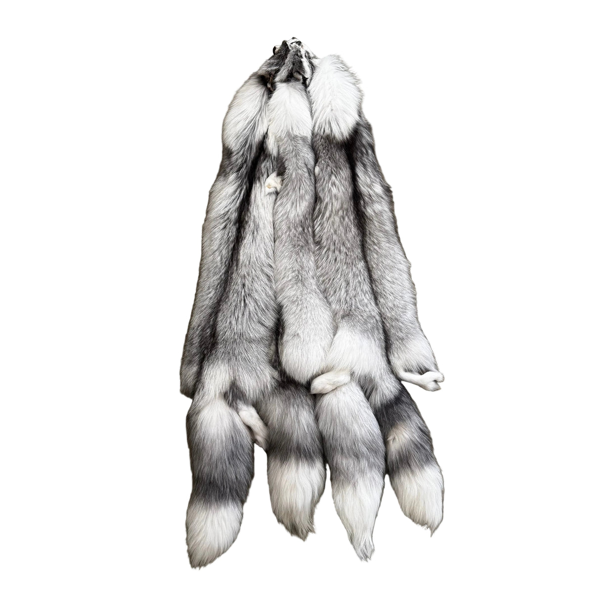 White Face Ivory Fox - Ranched - Professionally Tanned Pelt