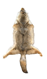 Coyote, Western Heavy - Professionally Tanned Pelt