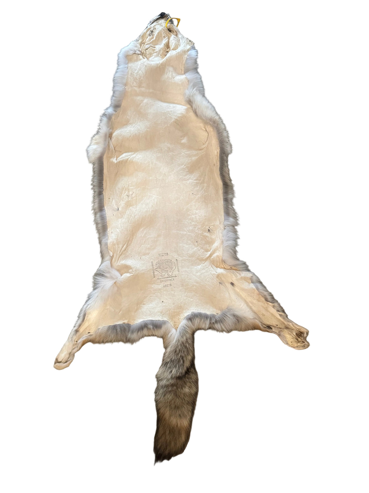 Coyote, Western Heavy - Professionally Tanned Pelt