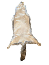 Coyote, Western Heavy - Professionally Tanned Pelt