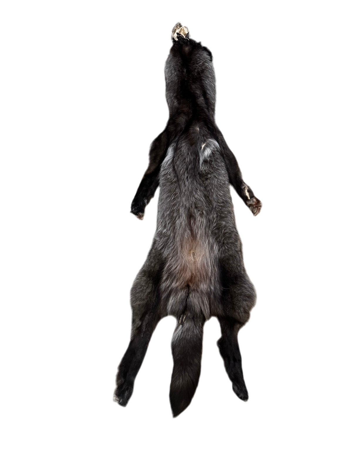 Tanned Timber Wolf No. 25 - 78"