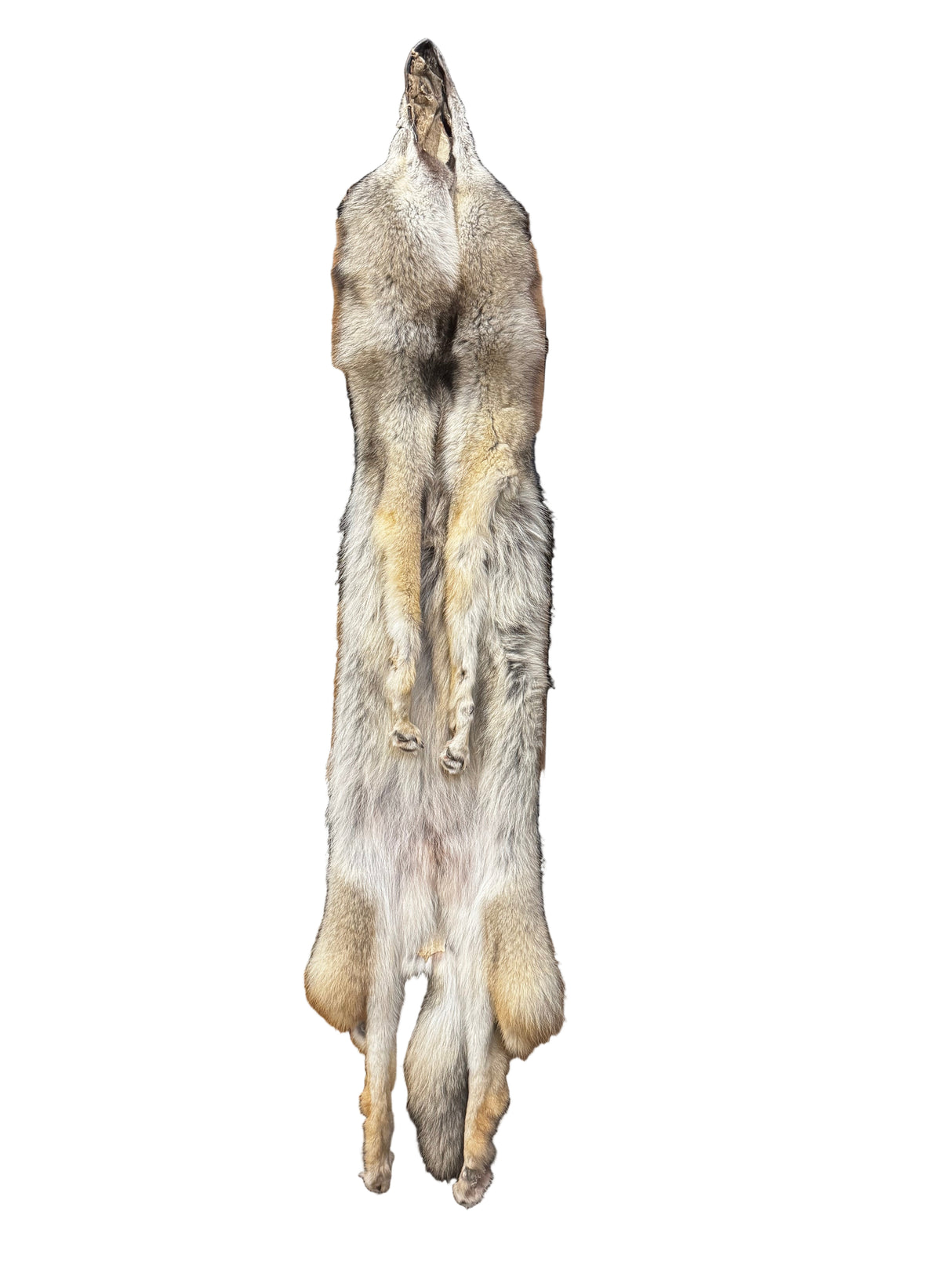 Tanned Timber Wolf No. 19 - 68"