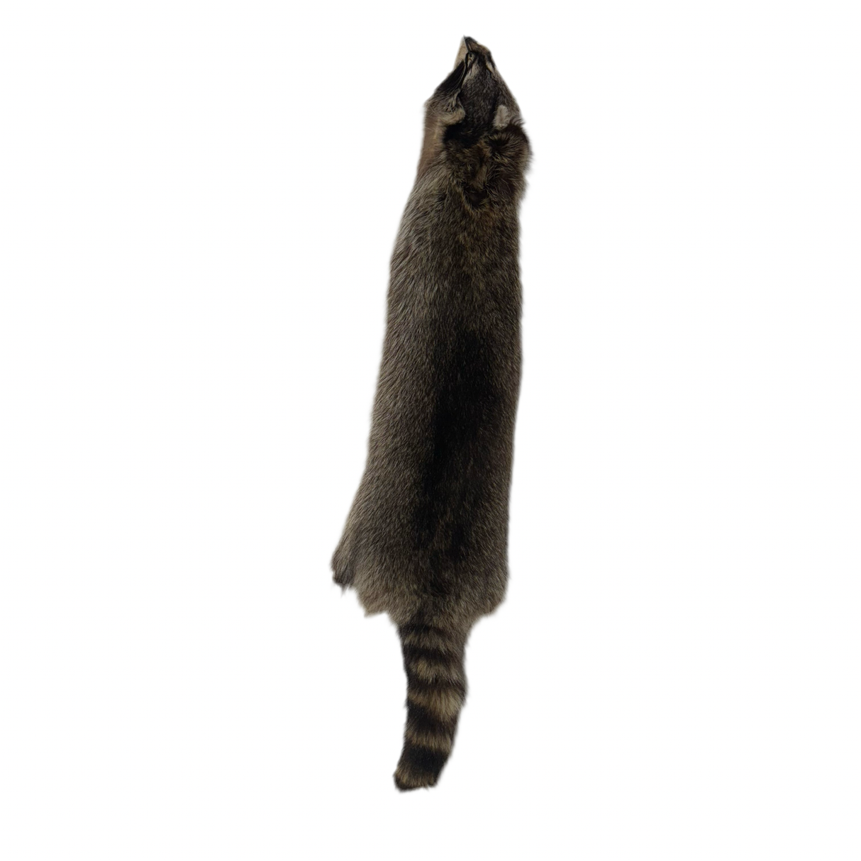 Raccoon - Professionally Tanned Pelt