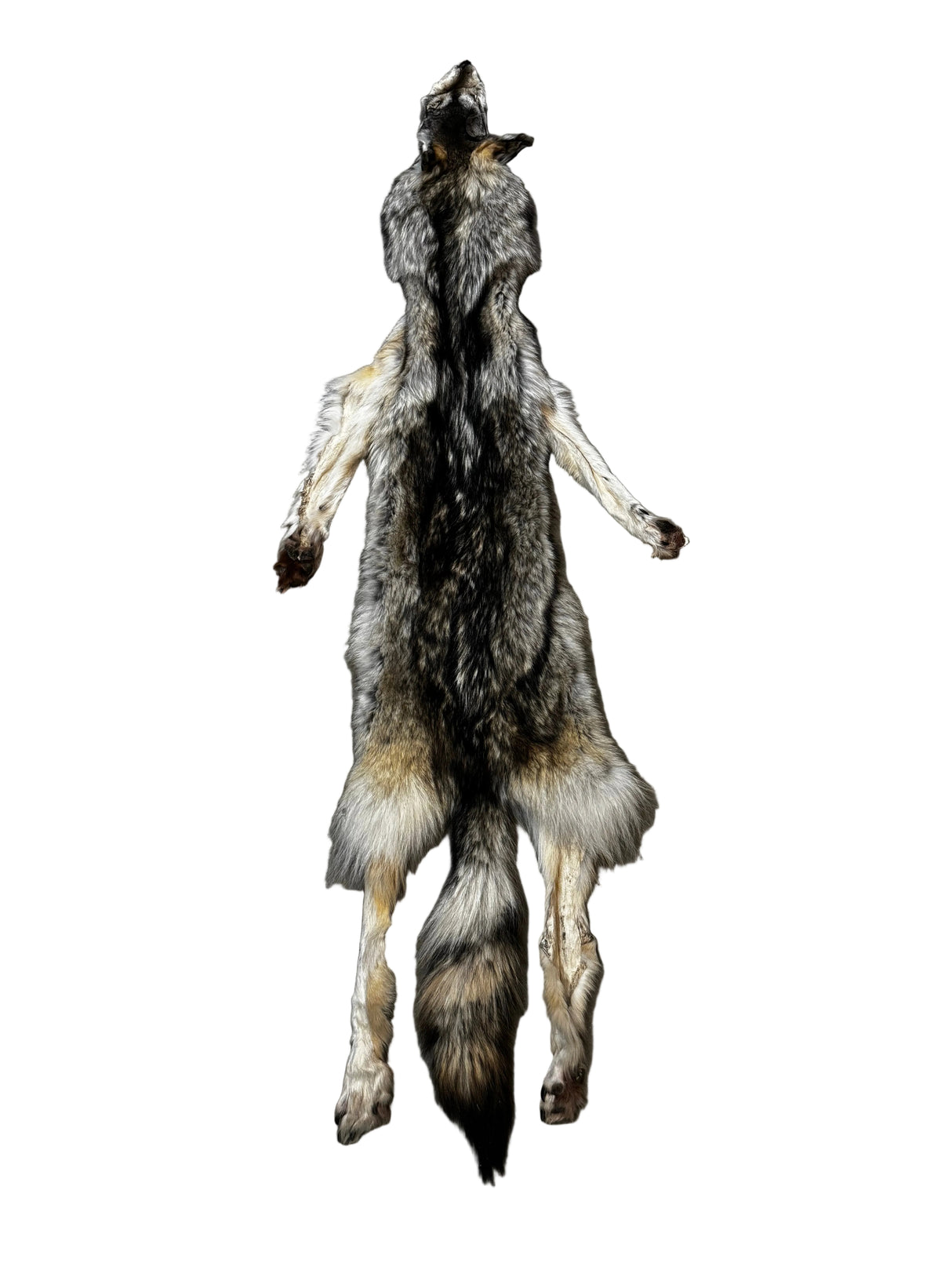 Tanned Timber Wolf No. 31 - 78"
