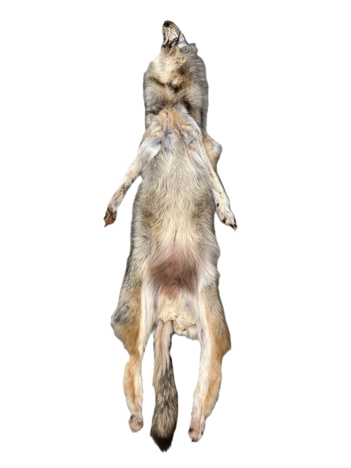 Tanned Timber Wolf No. 22 - 74"