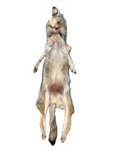 Tanned Timber Wolf No. 22 - 74"