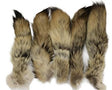 Coyote Tail