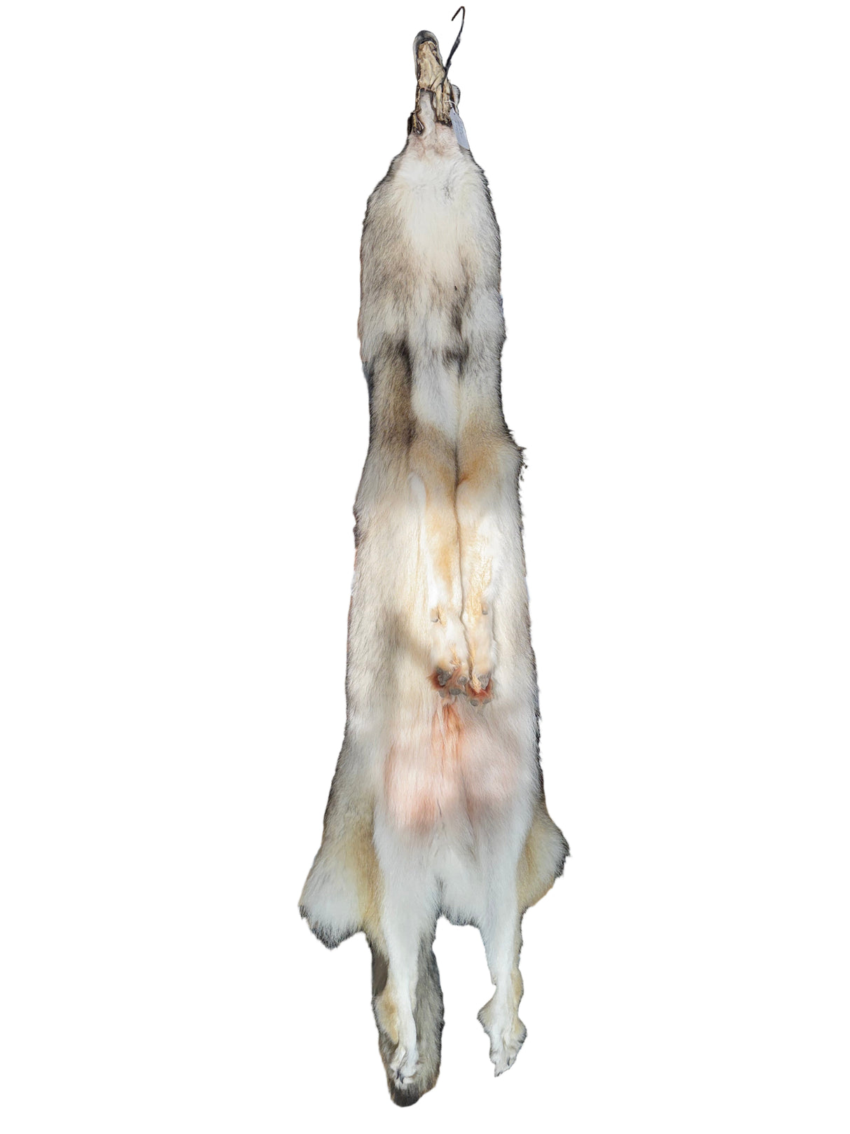 Tanned Timber Wolf No. 13 - 79"