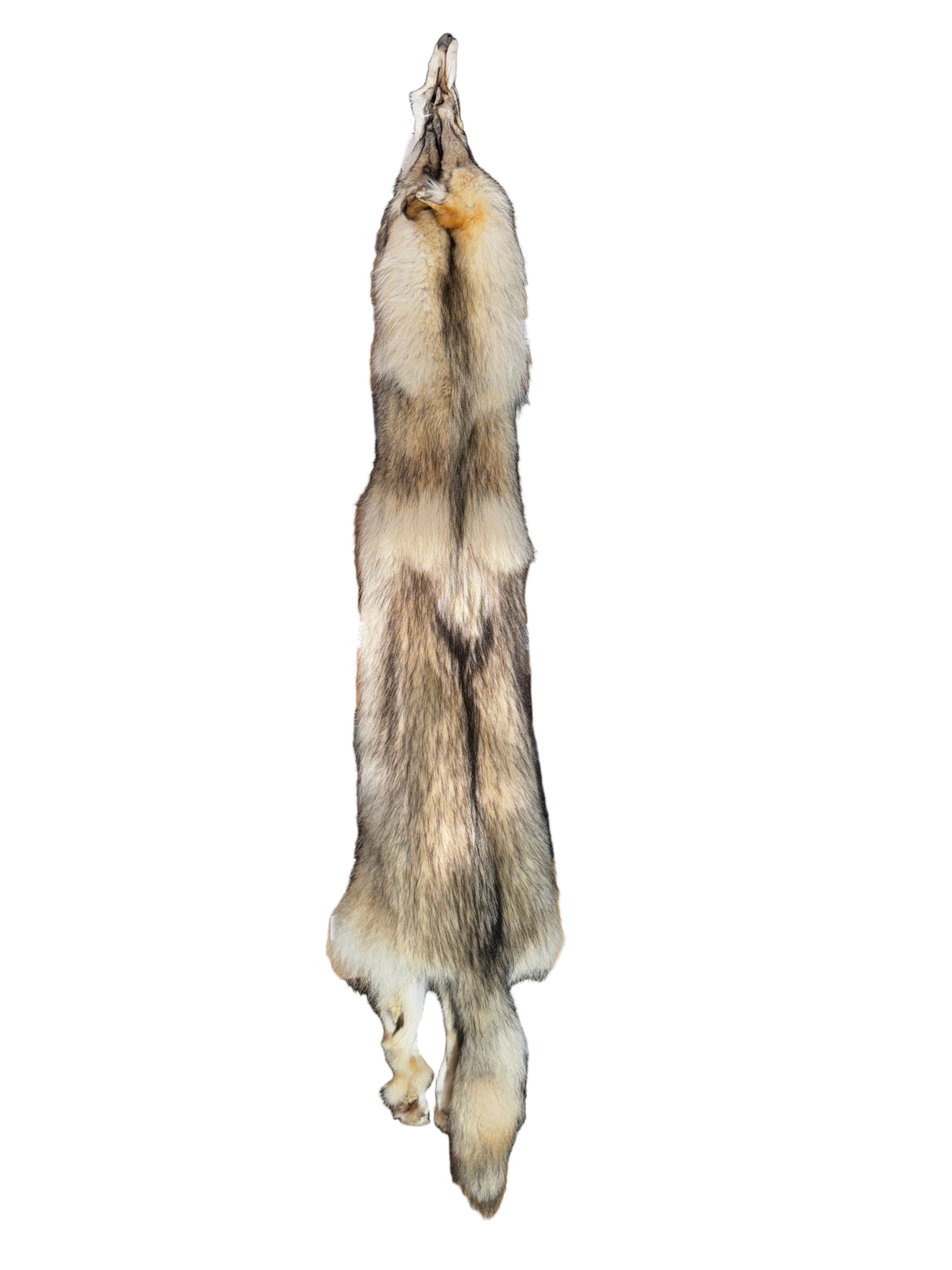 Tanned Timber Wolf No. 13 - 79"