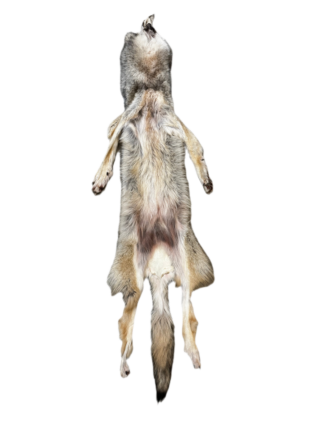 Tanned Timber Wolf No. 26 - 72"