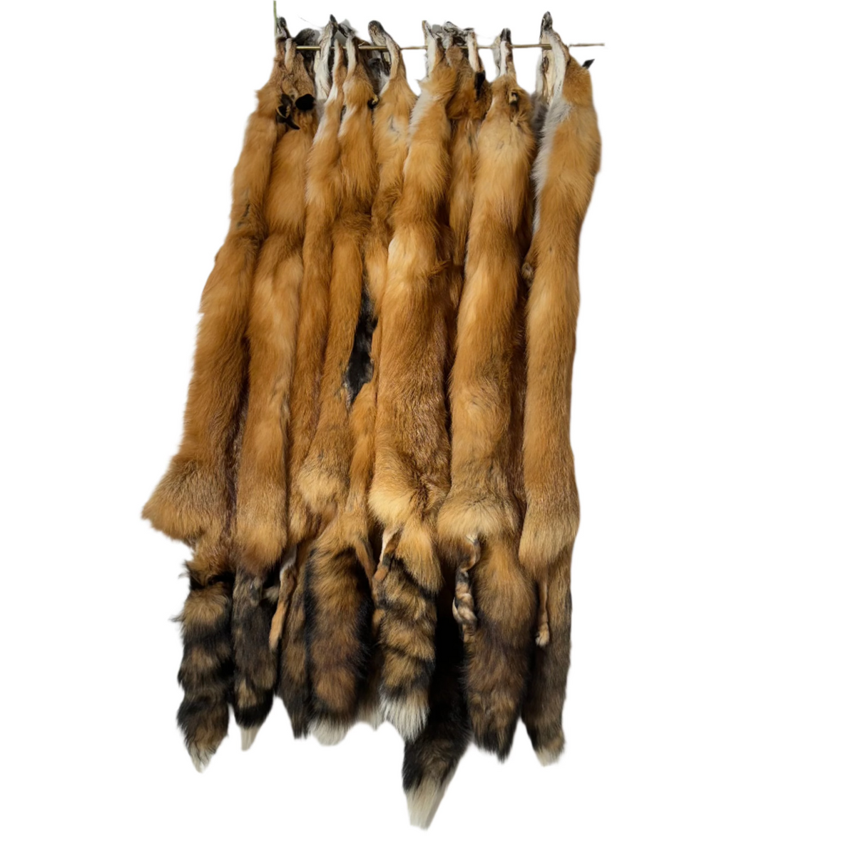 Red Fox - Wild - Professionally Tanned Pelt