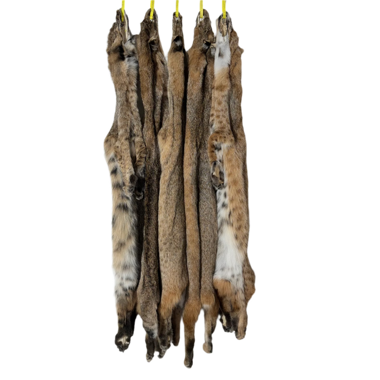 MN Bobcats with Feet - Professionally Tanned Pelt