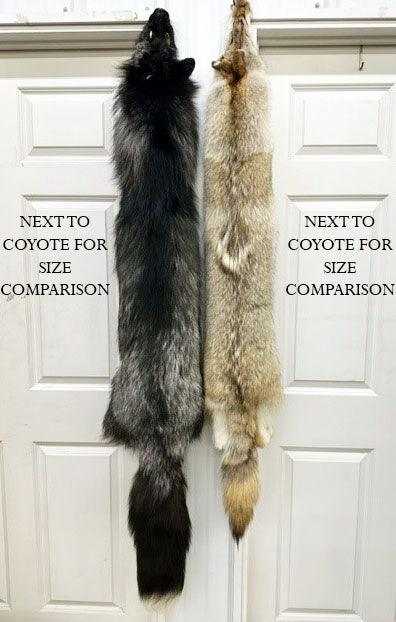 Silver Ranch Fox - HUGE! Professional Tanned – Minnesota Trapline