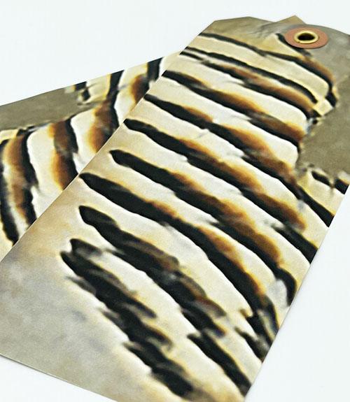 Enticer Western Magic Feathers - 10 Feathers – Minnesota Trapline